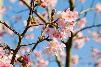 Close-up of pink cherry blossom