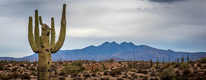 Cactus plants growing on land against sky