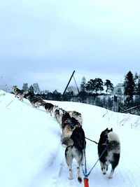 Husky dogs sledding, best ride in moscow.