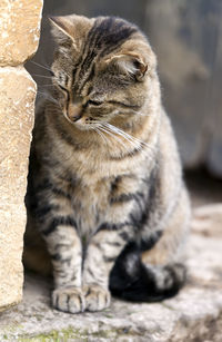 Close-up of a cat looking away