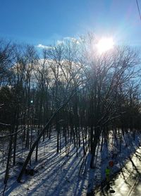 Close-up of snow on tree against sky during sunset