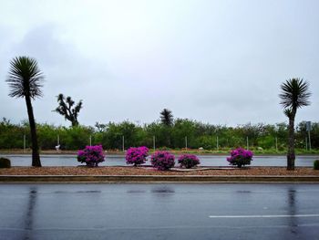 Purple flowering plants by trees against sky