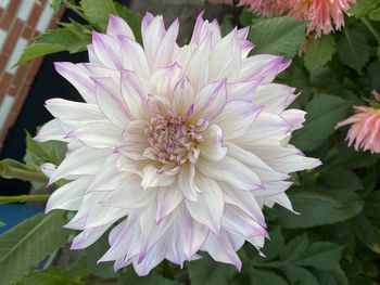 Close-up of pink dahlia flower