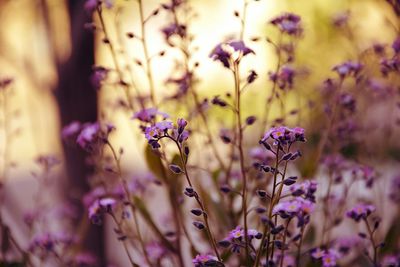 Close-up of purple flowers