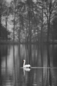 Swan floating on lake