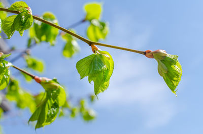 Close-up of fresh green plant against sky