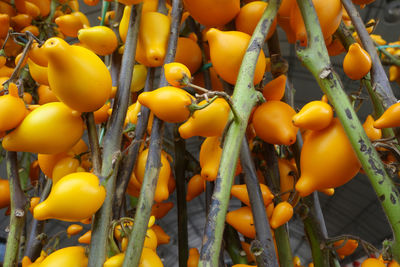 Close-up of oranges growing on tree