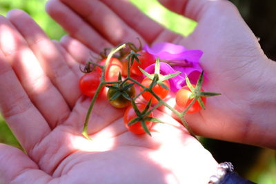 Cropped hands showing red cherry tomatoes and bougainvillea