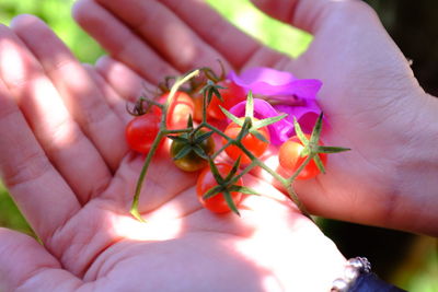 Close-up of cropped hand holding flower