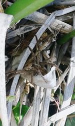 Close-up of plants