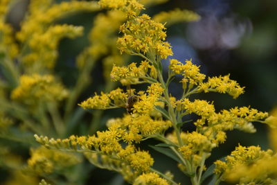 Close-up of yellow flowering plant