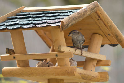 Low angle view of bird perching on wood