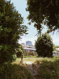 Trees growing on field by buildings against sky