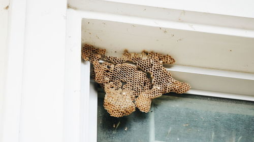 Close-up of insect on wall