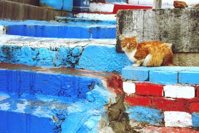 Cat on brick wall