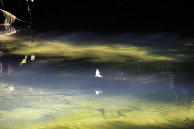 Close-up of birds swimming in water at night