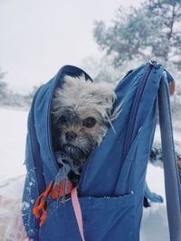 Close-up portrait of dog in winter