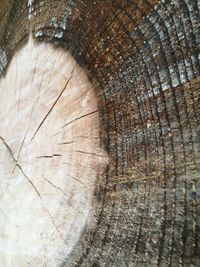 Close-up of tree stump