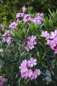 Close-up of pink flowering plants in garden