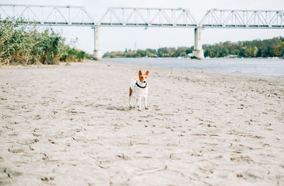 Portrait of dog standing on field