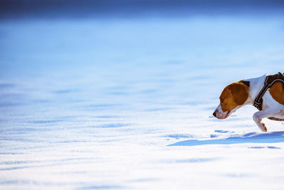 Dog looking away on snow covered landscape