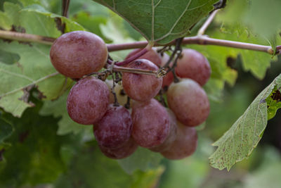 Close-up of fruits growing on tree