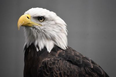 Close-up of bald eagle against blurred background