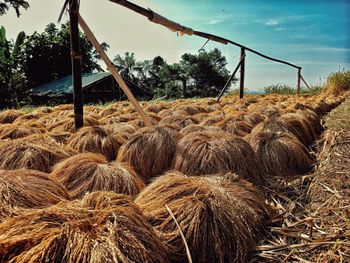 Hay bales on field against sky