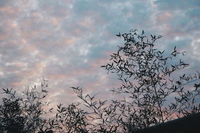 Low angle view of silhouette tree against sky