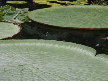 Close-up of lotus water lily