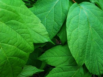 High angle view of insect on leaves