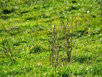 Full frame shot of plants on field