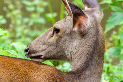 Close-up of a horse