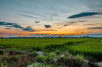 Scenic view of field against sky during sunset