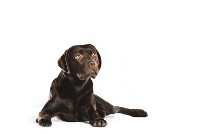 Black dog looking away against white background