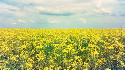 Scenic view of field against sky