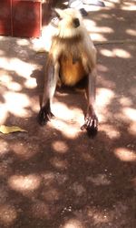 Dog with dog in background