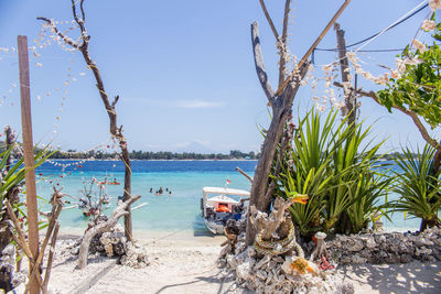Palm trees on beach