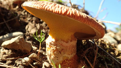 Close-up of mushroom growing on field