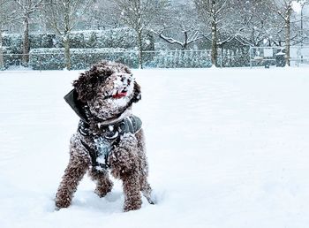 Dog on snow covered field