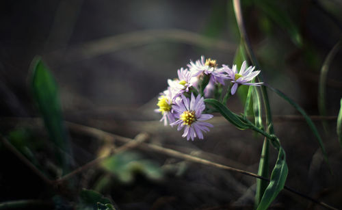 Close-up of purple flowering plant