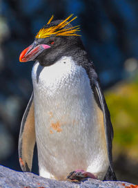 Close-up of bird perching outdoors