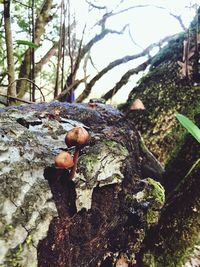 Close-up of mushrooms growing on tree trunk