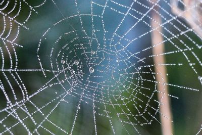 Close-up of spider web