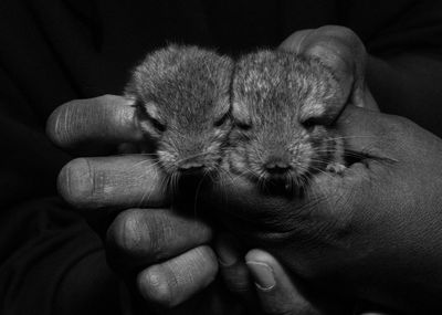 Cropped hands holding young chinchillas in darkroom