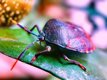 Close-up of insect