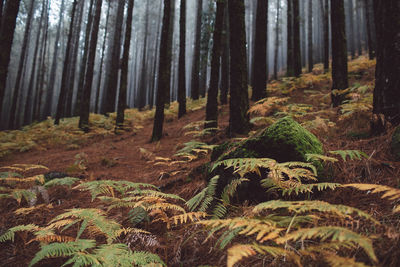 Pine trees in forest