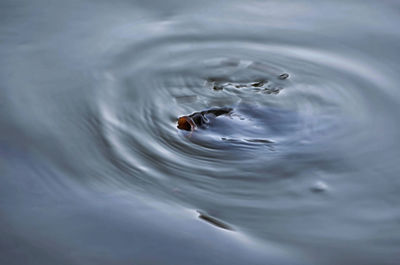 High angle view of crab swimming in lake