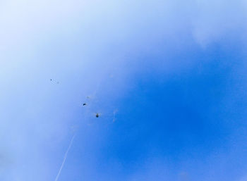 Low angle view of birds flying against blue sky