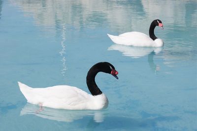 Black-necked swans swimming on lake